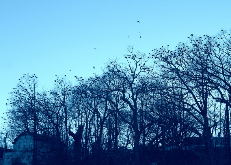 crow-patrol-lower-numbers-winter-crow-roost