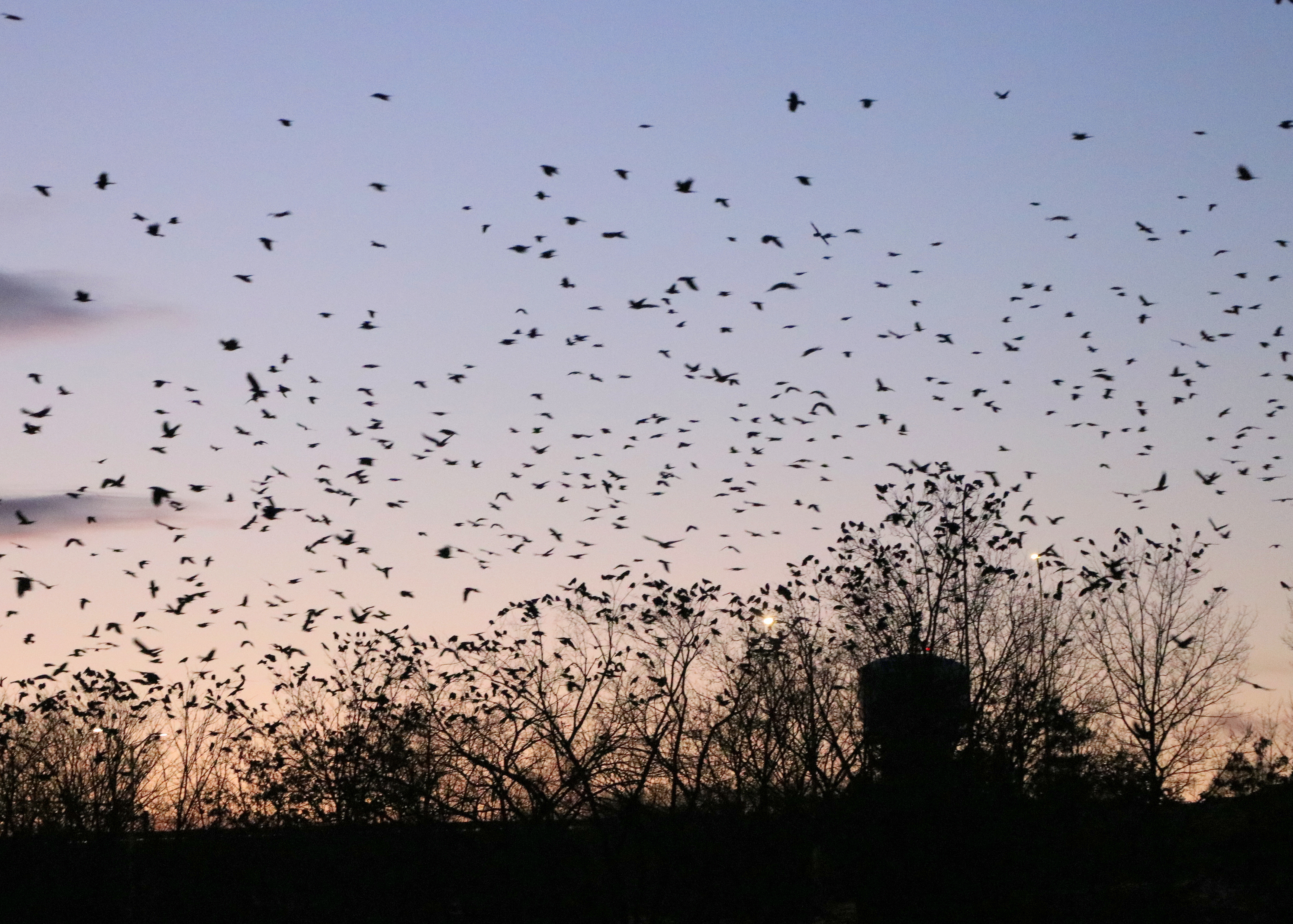 Winter Crow Roost: 2020 Happy New Year! - Winter Crow Roost