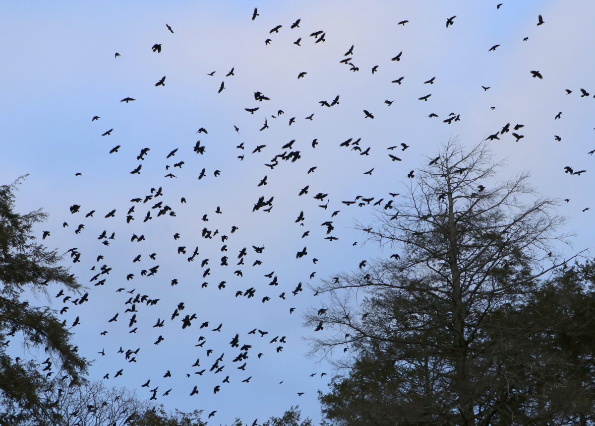 Winter Crow Roost: aerial images - Winter Crow Roost