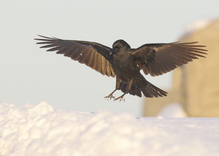 Crows in Flight: special gallery - Winter Crow Roost