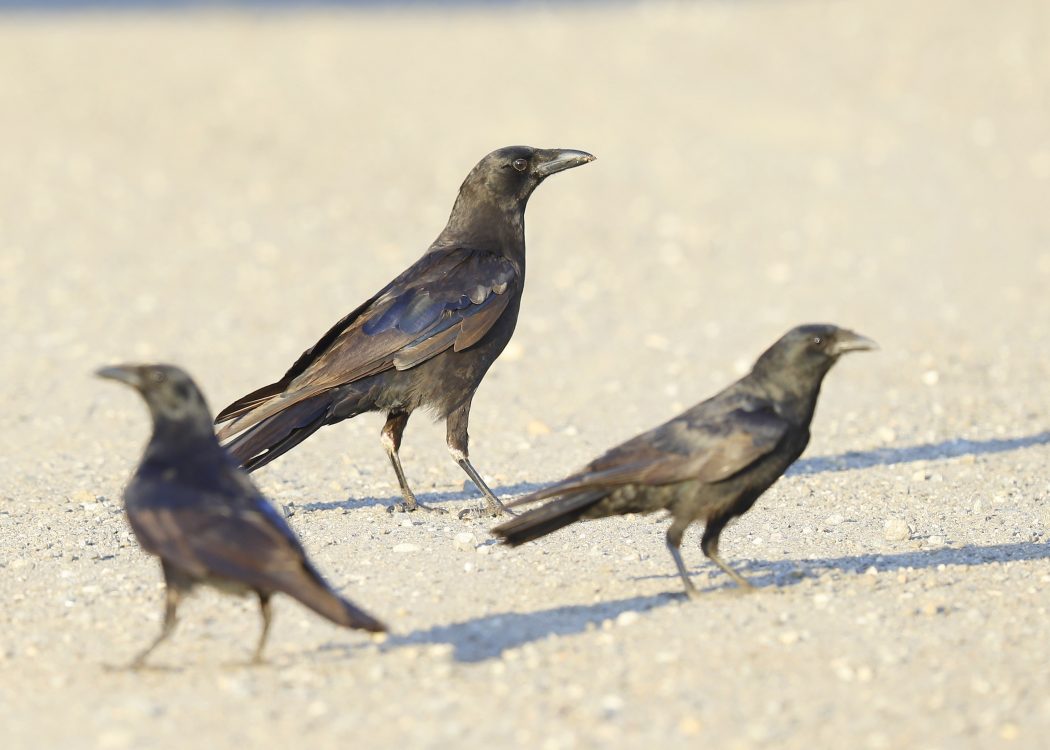 Staging: Fish Crows And American Crows - Winter Crow Roost