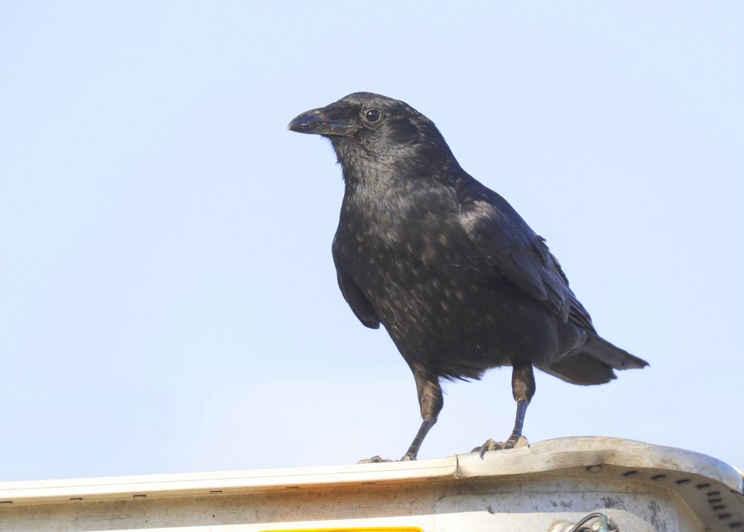 Staging Fish Crows - Winter Crow Roost